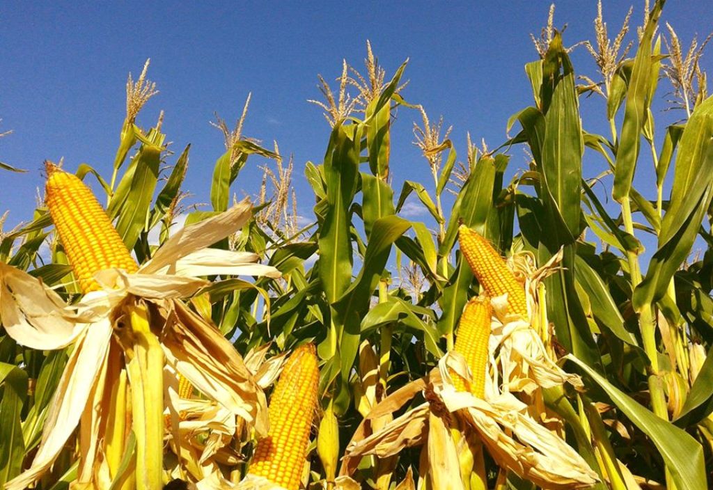 La intención de siembra de maíz en la zona núcleo anticipa una caída del 10%. Las causas: la incertidumbre en cuanto a precios y el temor al clima.